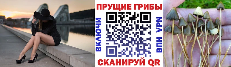 закладка  mega зеркало  Галлюциногенные грибы Psilocybe  Сарапул 